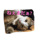 ボクはペコだよ❣️（個別スタンプ：9）