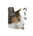 ボクはペコだよ❣️（個別スタンプ：12）