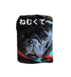 ボクはペコだよ❣️（個別スタンプ：16）