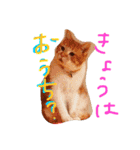 ねこみっつ（個別スタンプ：4）