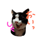 ねこみっつ（個別スタンプ：7）