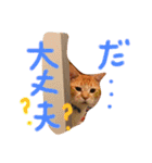 ねこみっつ（個別スタンプ：8）