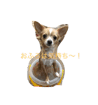 くーちゃんとあそぼ^_^（個別スタンプ：3）