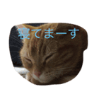 にゃー！（個別スタンプ：1）