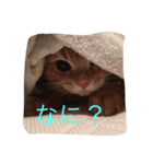 にゃー！（個別スタンプ：2）