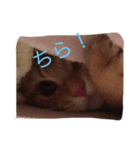 にゃー！（個別スタンプ：3）