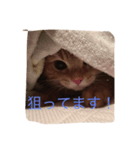 にゃー！（個別スタンプ：6）