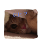 にゃー！（個別スタンプ：7）