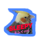 オカメインコの英語/日本語Stamp（個別スタンプ：6）