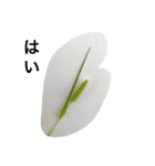 エノコログサ（ネコじゃらし草）（個別スタンプ：40）