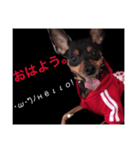 ドッグ挨拶（個別スタンプ：3）