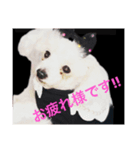 ドッグ挨拶（個別スタンプ：4）
