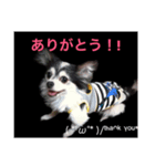 ドッグ挨拶（個別スタンプ：5）