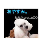ドッグ挨拶（個別スタンプ：7）