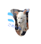 ポンケン（個別スタンプ：8）