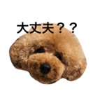 大きめトイプードルのロイ（個別スタンプ：2）