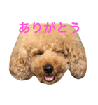 大きめトイプードルのロイ（個別スタンプ：6）