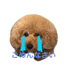 大きめトイプードルのロイ（個別スタンプ：7）