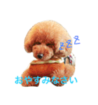 大きめトイプードルのロイ（個別スタンプ：11）