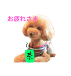 大きめトイプードルのロイ（個別スタンプ：12）