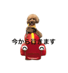 大きめトイプードルのロイ（個別スタンプ：18）