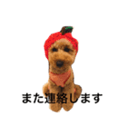 大きめトイプードルのロイ（個別スタンプ：20）