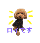 大きめトイプードルのロイ（個別スタンプ：21）