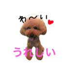 大きめトイプードルのロイ（個別スタンプ：22）