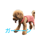 大きめトイプードルのロイ（個別スタンプ：23）