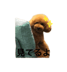 大きめトイプードルのロイ（個別スタンプ：25）