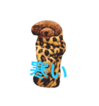 大きめトイプードルのロイ（個別スタンプ：26）