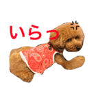 大きめトイプードルのロイ（個別スタンプ：29）