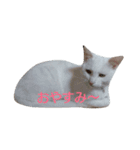 花と虎と春（個別スタンプ：4）