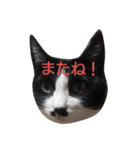 花と虎と春（個別スタンプ：8）
