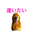 こころ  愛犬（個別スタンプ：4）