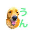 こころ  愛犬（個別スタンプ：7）