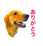 こころ  愛犬（個別スタンプ：8）