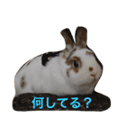 うさぎのポロさんスタンプ（個別スタンプ：2）