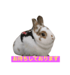 うさぎのポロさんスタンプ（個別スタンプ：10）