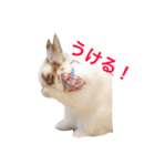 うさぎのポロさんスタンプ（個別スタンプ：12）