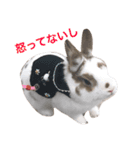 うさぎのポロさんスタンプ（個別スタンプ：14）