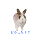 うさぎのポロさんスタンプ（個別スタンプ：15）