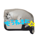 我が家癒やし隊（個別スタンプ：1）