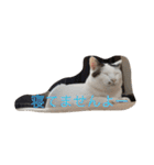 我が家癒やし隊（個別スタンプ：10）