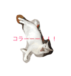 我が家癒やし隊（個別スタンプ：11）