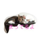 我が家癒やし隊（個別スタンプ：17）