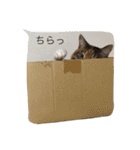 我が家癒やし隊（個別スタンプ：22）