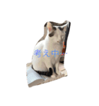 我が家癒やし隊（個別スタンプ：33）