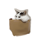 我が家癒やし隊（個別スタンプ：39）