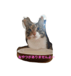 我が家癒やし隊（個別スタンプ：40）